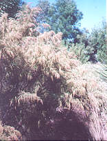 Drooping Cassinia or Chinese Scrub plant