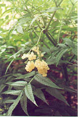 Native Elderberry