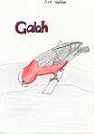 Galah by Fred Webber