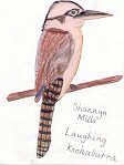 Laughing Kookaburra by Shannyn Mills