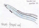 Short finned Eel by farrah-lisa abdullah