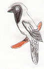 Black-faced Cuckoo-shrike by Tammy Nguyen