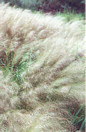 Slender Spear Grass
