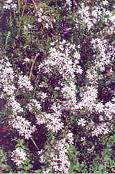 Twiggy Daisy bush