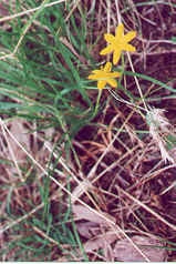 Yellow Rush Lily