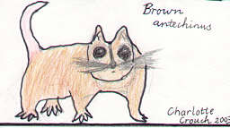 Brown Antechinus by Charlotte Crouch