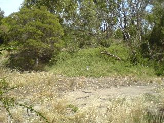 is turned into an area of native grasses, flowers and shrubs with the bank covered in grasses and saltbush