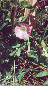 a hybrid of Large Bindweed and Greater Bindweed