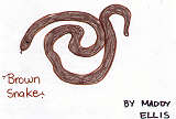 Brown Snake by Maddy Ellis