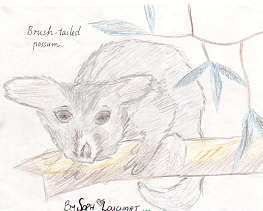Brushtail Possum by Soph Louchart