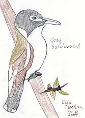 Grey Butcherbird by Ella Meehan