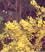 Gold Dust Wattle<I> (Acacia Acicacea)
