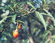 kangaroo apple fruit