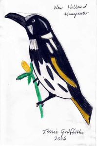 New Holland Honeyeater by Jessie Griffiths