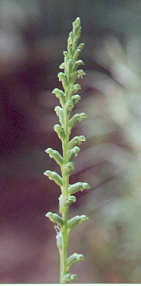 Slender Onion Orchid