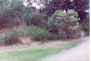 Shelter is provided for small birds in dense and/or prickly shrubs