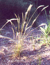 Long Haired Plume Grass