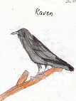 Australian Raven by Zac Bratcher