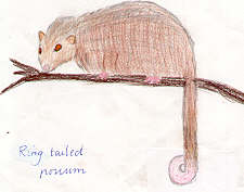 Ringtail Possum by Isabelle Carr