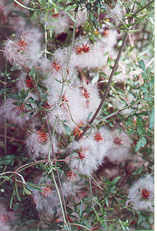 Small-Leafed Clematis - Fluffy seed heads